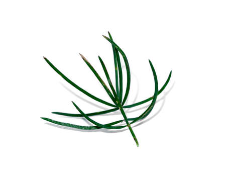 Close up of Shatavari plant (Asparagus racemosus Willd) on white background.