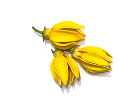 Close up fragrant flowers of climbing ylang-ylang, manorangini, hara-champa or kantali champa on...
