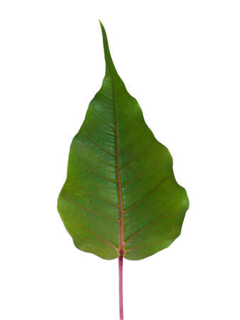 Green leaves of Sacred Fig Tree, Pipal Tree, Bodhi Tree, Bo Tree, Peepul on white background...