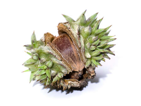 Close up of Lithocarpus ceriferus fruit forest. There are have thorns around the fruit. On a white...