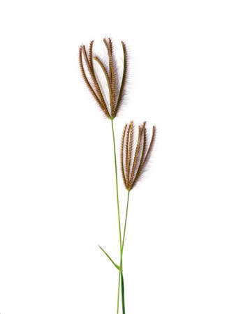Close up Swollen finger grass on white background. (Chloris barbata plant)の写真素材