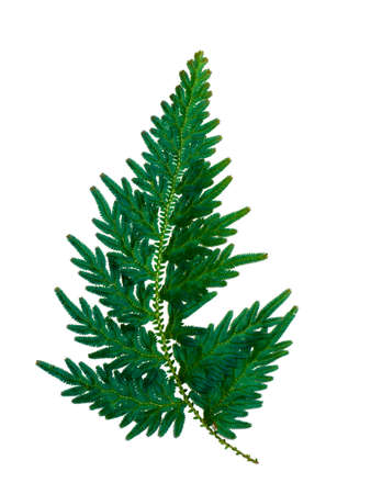 Close up Selaginella kraussiana fern leaf (Trailing Selaginella) on white background, is a ground...