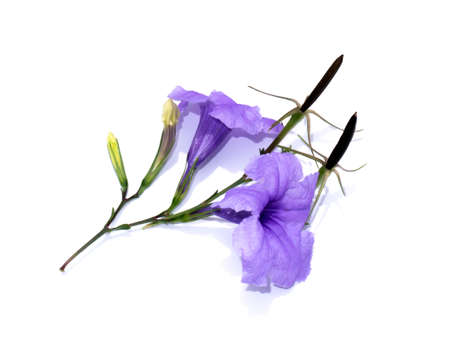 Ruellia tuberosa flower on white background.
