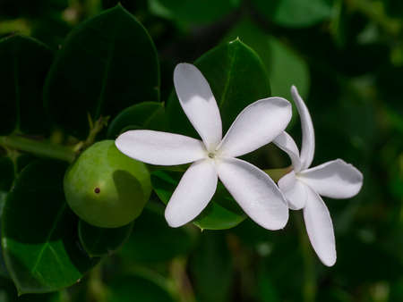 Close up White Natal Plum Flower. (Carissa macrocarpa)