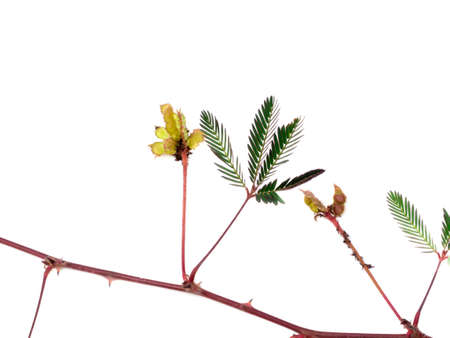 Close up of Sensitive plant leaves and branch on white background. (Scientific name mimosa pudica)の写真素材