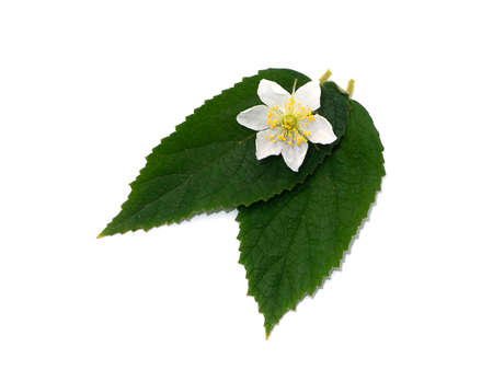 Close up Calabura, Jam tree, Jamaican cherry, Malayan Cherry, West Indian Cherry flower with leaf on...