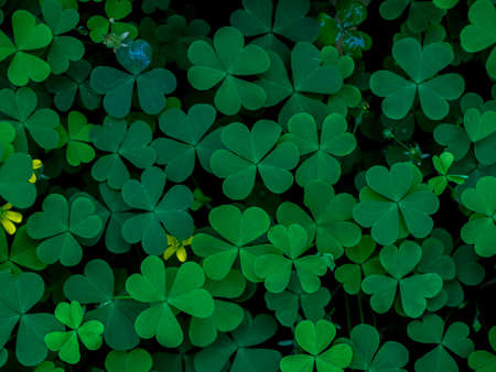 Close up leaves of Creeping lady's sorrel plant (Oxalis corniculata).