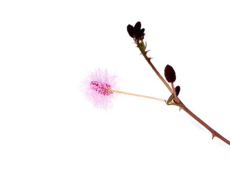 Close up of Sensitive plant leaves on white background. (mimosa pudica)の写真素材