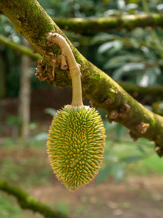 Close up young Durian is growing on tree.