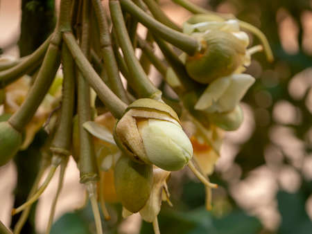 Close up Durian flower is blooming on tree.の写真素材