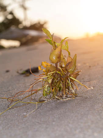 Close up flower grass with light and blur background.