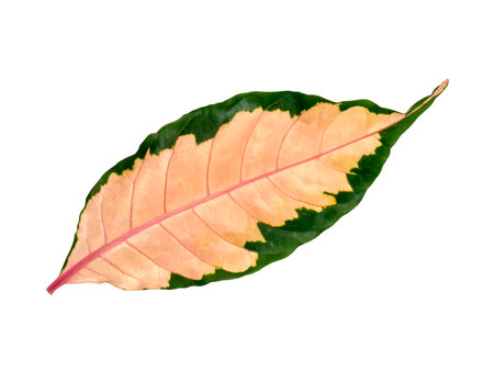 Close up A Leaf of Pseuderanthemum atropurpureum plant isolate on white background with clipping path.の写真素材