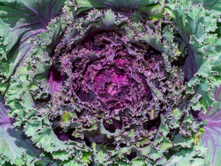 close-up of fresh cabbage in the vegetable gardenの写真素材