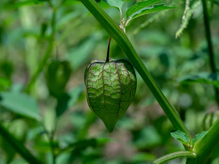 Close up Green Hogweed, Ground Cherry fruit on tree. (Scientific name Physalis minima)の写真素材