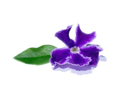 Close up of Golden dew drop or Pigeon berry flower on white background (scientific name Duranta erecta).の写真素材