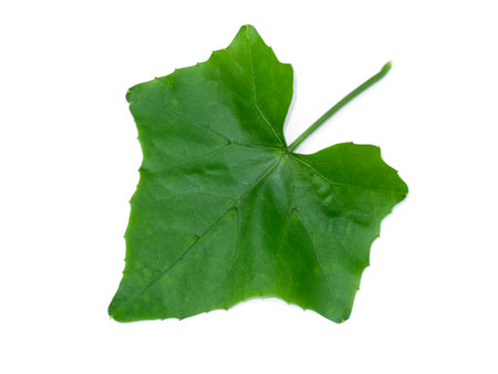 Close up Green ivy leaf on white background with soft shadow.の写真素材