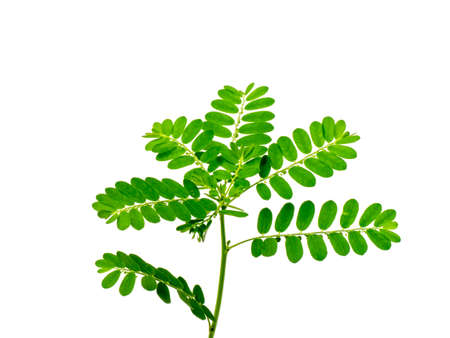 Close up Seed under leaf on white background. (Scientific name Phyllanthus urinaria)の写真素材