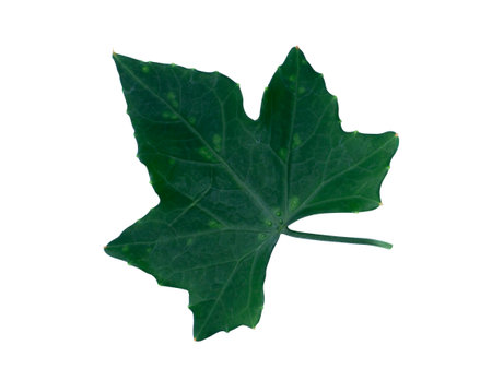 Green ivy leaf on white background with clipping path.の写真素材