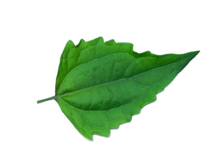 Close up Bitter bush or Siam weed leaf on white background. (Scientific name Chromolaena odorata)の写真素材