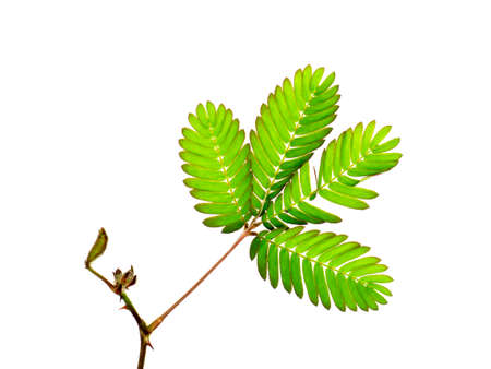 Close up of Sensitive plant leaves on white background. (Scientific name mimosa pudica)の写真素材