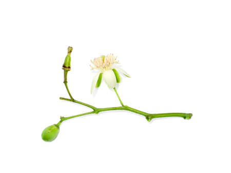 Close up of Bengal Quince flower on white background with soft shadow. (Scientific name Aegle marmelos Correa)の写真素材