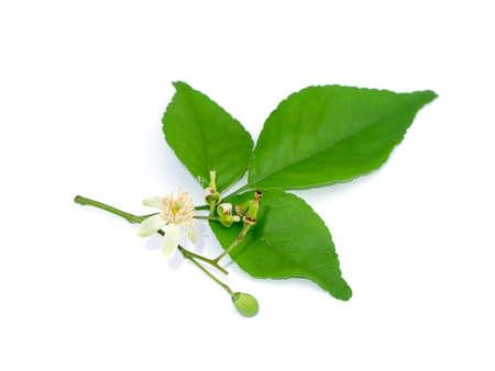 Close up of Bengal Quince flower on white background with soft shadow. (Scientific name Aegle...
