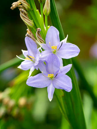 Close up violet flower (Scientific name Monochoria elata Ridl plant)の写真素材
