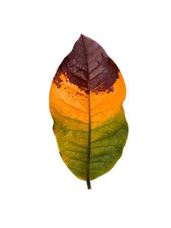 Close up leaf are changing color on white background.