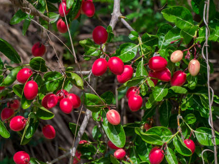 High vitamin C Fruit of Bengal Currants, Carandas-plum, Karanda on tree. (Carissa carandas)