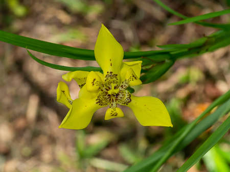 Close up Yellow walking iris  flower. (Scientific name Neomarica longifolia (Link - Otto) Sprague.)
