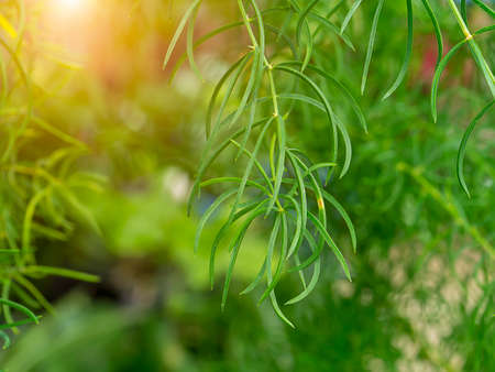 Close up leaf of Shatavari plant with light. (Scientific name Asparagus racemosus Willd)