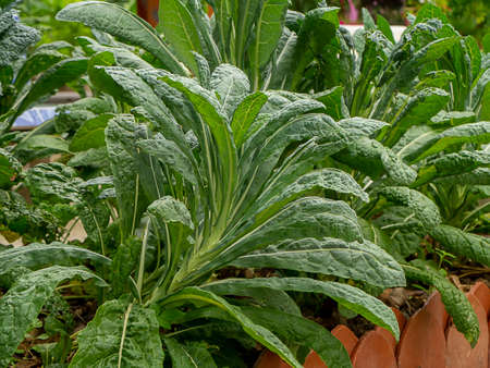 Close up kale leaves on the tree. (Scientific name Brassica oleracea var. sabellica)