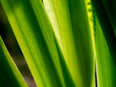 Close up green leaf background.