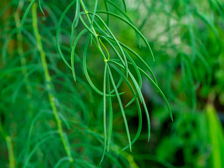 Close up leaf of Shatavari plant (Scientific name Asparagus racemosus Willd)