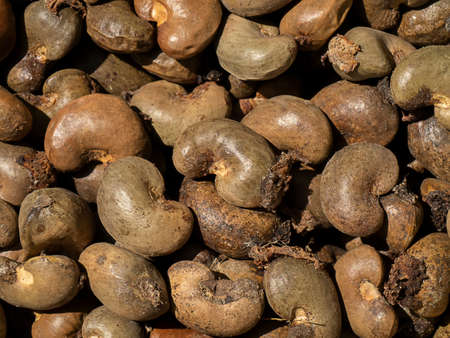 Close up raw dry seeds of Cashew nut background. (Scientific name Anacardium occidentale)の写真素材