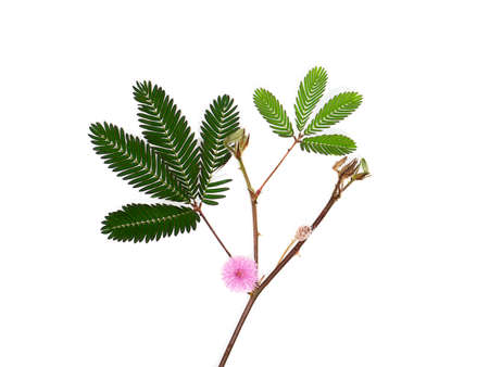 Close up of Sensitive plant leaves on white background. (Scientific name mimosa pudica)の写真素材