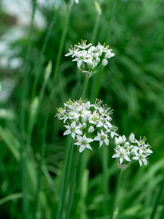 Close up Chinese Chive flower with blur background. (Scientific name Allium tuberosum)の写真素材