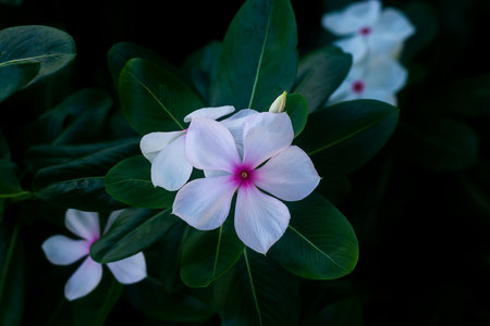 Close up the flower of Cape Periwinkle, Bringht Eye, Indian Periwinkle or Madagascar Periwinkle...