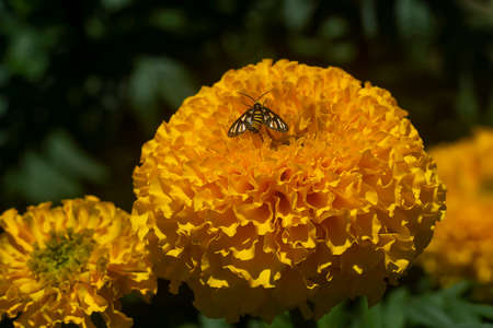 Close up American marigold, Aztec marigold, Big marigold flower (Scientific name Tagetes erecta). For making tea to nourish the eyes.の写真素材