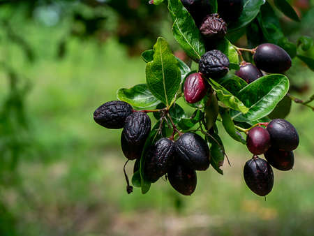 Black fruit is high vitamin C of Bengal Currants, Carandas-plum, Karanda fruit on tree with leaf....
