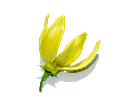 Close up fragrant flowers of climbing ylang-ylang, ilang-ilang, manorangini, hara-champa or kantali champa on white background with soft shadow.の写真素材