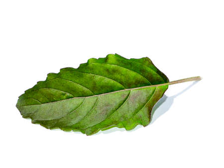 Close up Holy basil, Thai basil leaf on white background. (Scientific name Ocimum tenuiflorum)の写真素材