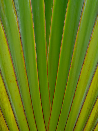 Close up trunk of Traveller's Tree (Scientific name Ravenala madagascariensis.)の写真素材