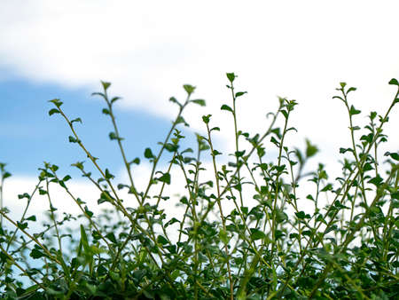 Close up Eukien tea leaf with sky backgroud. (Scientific name Carmona retusa (Vahl.) Masum)の写真素材