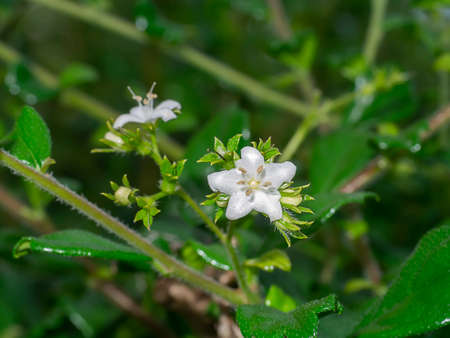 Close up Eukien tea flower. (Scientific name Carmona retusa (Vahl.) Masum)の写真素材