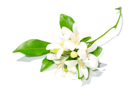 The flower of Orange Jessamine, Satin wood, Murraya exotica tree on white background with shadow.の写真素材