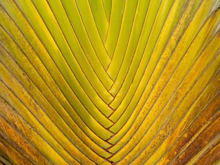 Close up yellow trunk of Traveller's Tree (Scientific name Ravenala madagascariensis.)