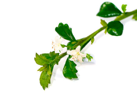 Close up Eukien tea flower on white background. (Scientific name Carmona retusa (Vahl.) Masum)の写真素材