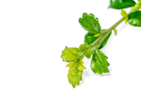 Close up Eukien tea leaves. (Scientific name Carmona retusa (Vahl.) Masum)の写真素材