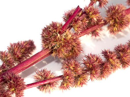 Close up flower of Red Amarsnth tree on white background with soft shadow. (Scientific name Amaranthus viridis).の写真素材